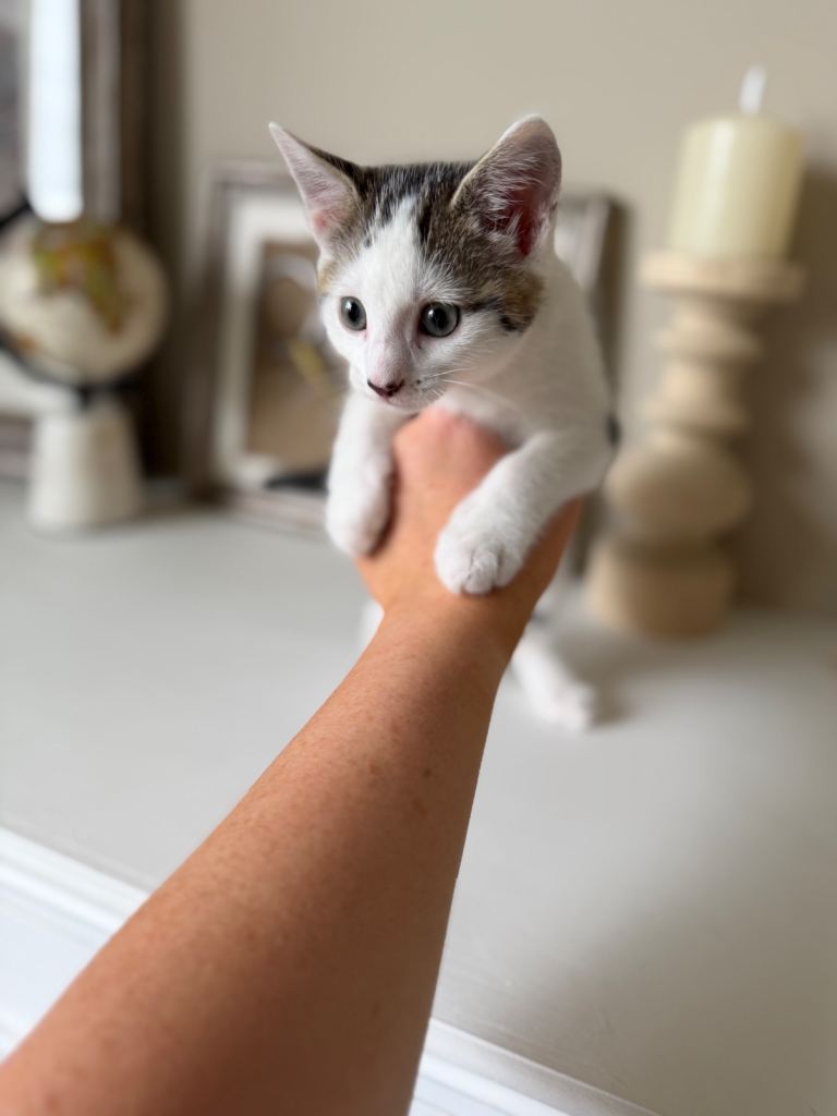 Kitten