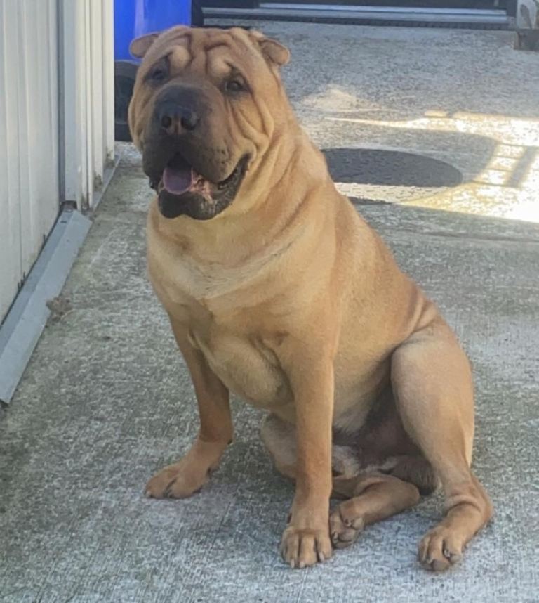 Shar Pei