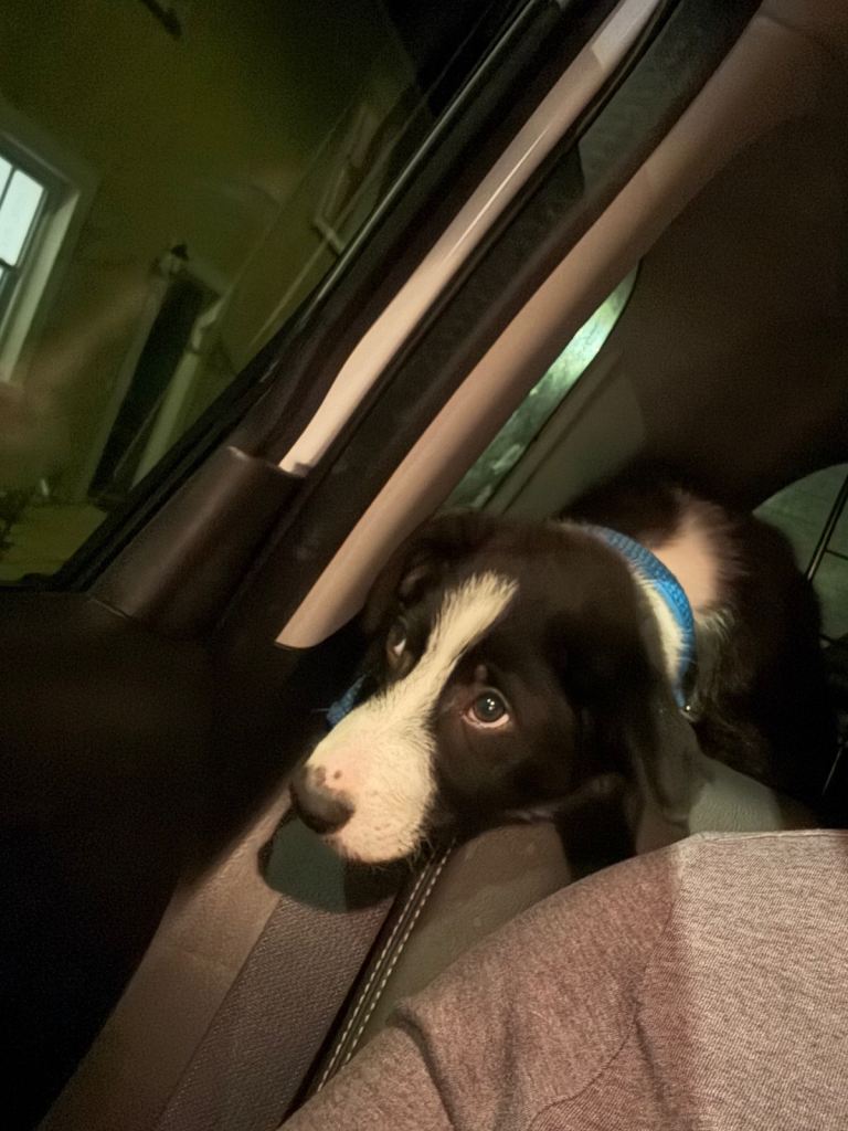 12 week old male border collie *RESERVED*