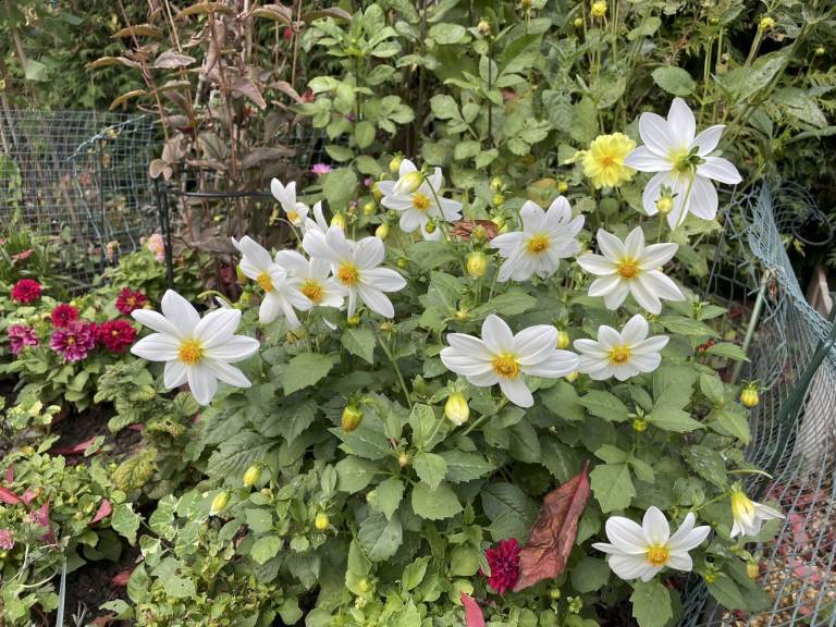 Garden help offered