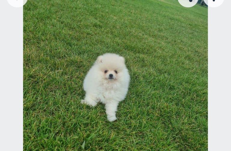 Pomeranian puppy 9weeks old male 