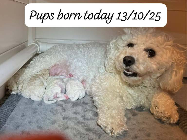 Adorable bichon puppies 