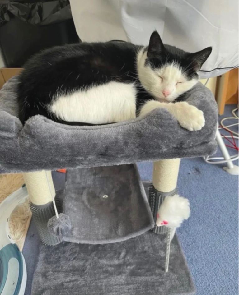 Grey Cat Tree / Scratching Post – Good Condition