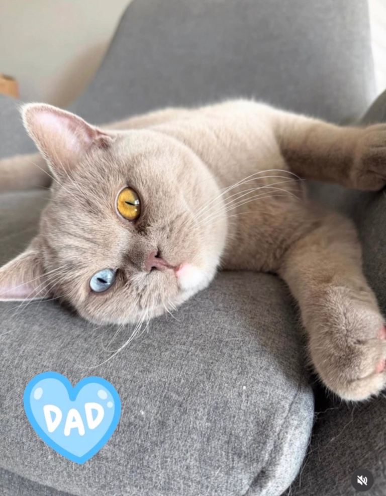 Stunning Pure British Shorthair kittens