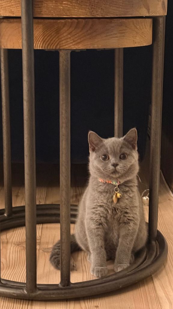 1 Grey British Shorthair kitten