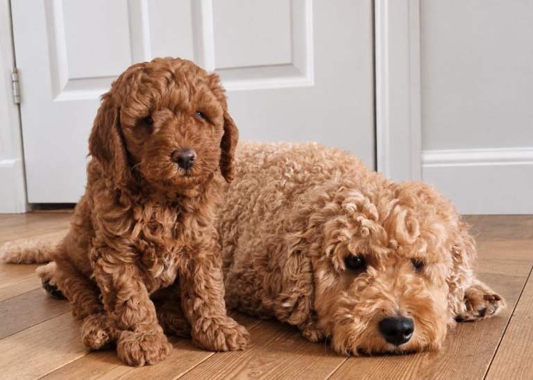 Tiny cockapoo pups for sale 