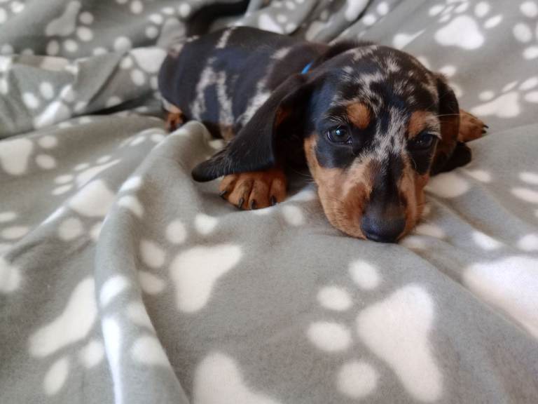 Mini dachshund puppies