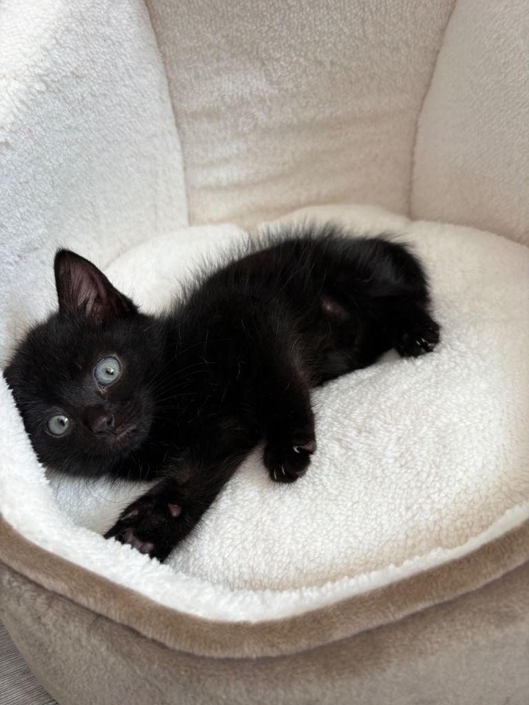 Black Mixed Breed Kitten 