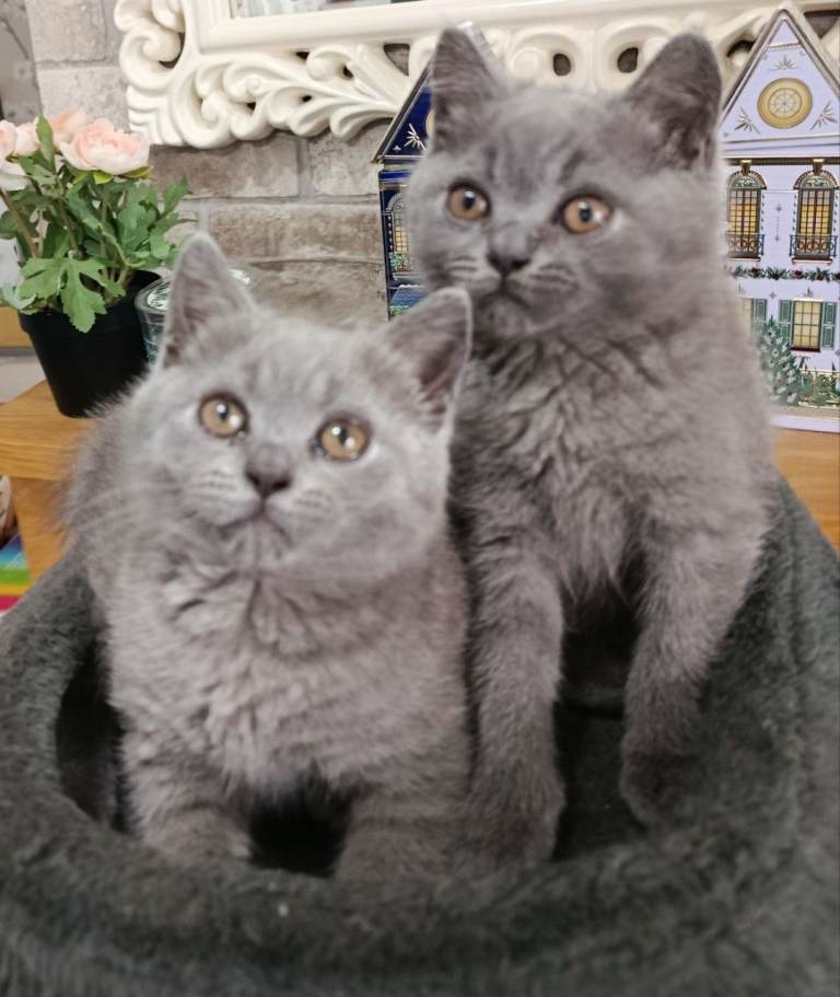 Beautiful kittens 