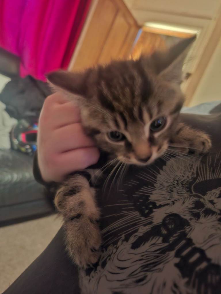 Kittens