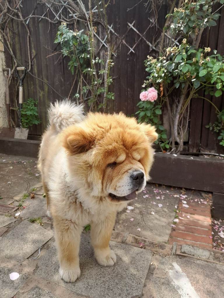 Female Chow Chow