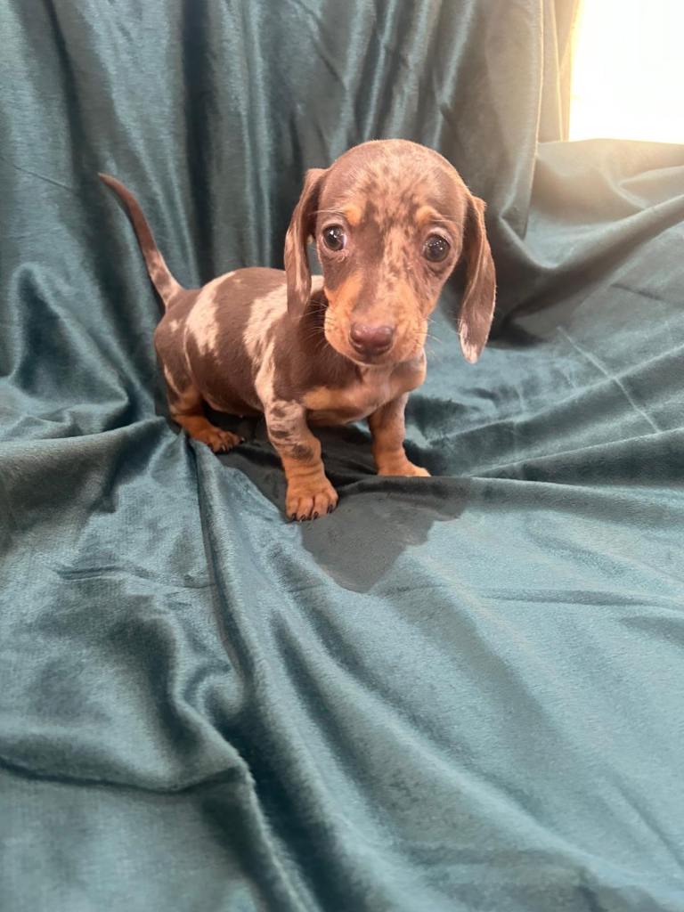 Miniature dachshund puppies LAST GIRL AVAILABLE 