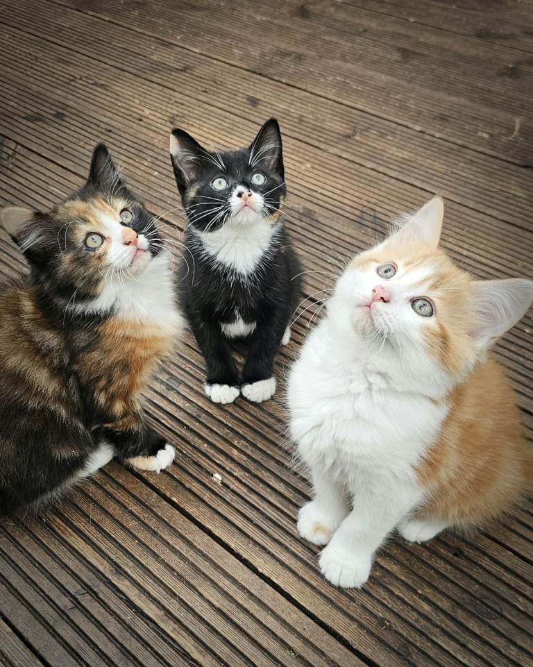 Lovely Kittens READY FOR A NEW HOME NOW !!! WEST DRAYTON Heathrow