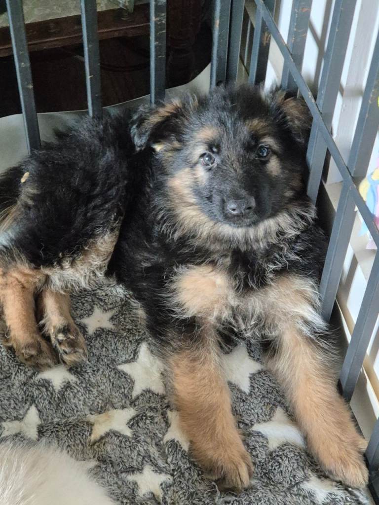 German Shepherd pups