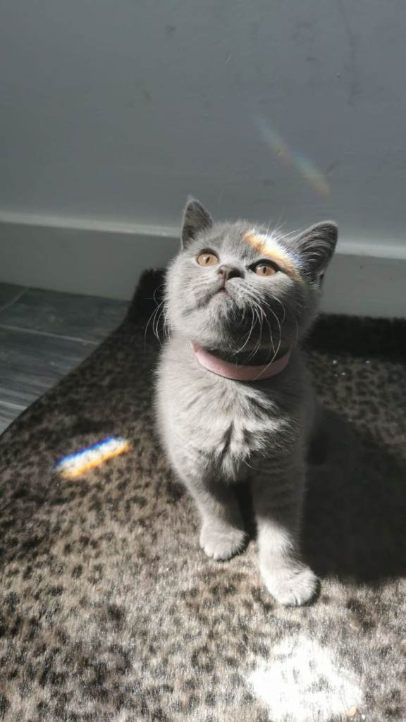 Blue british shorthair