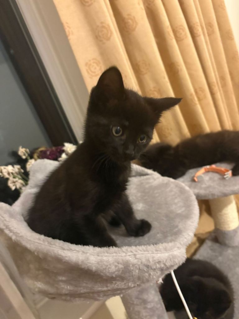 Kittens for sale £70