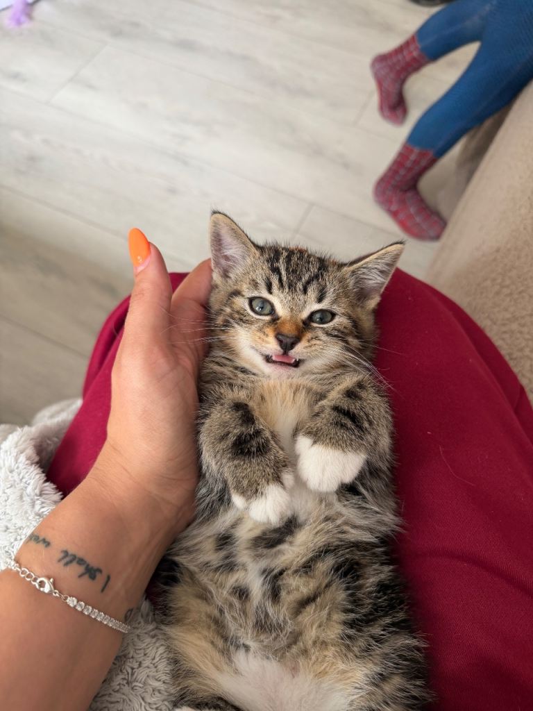 Tabby kittens 