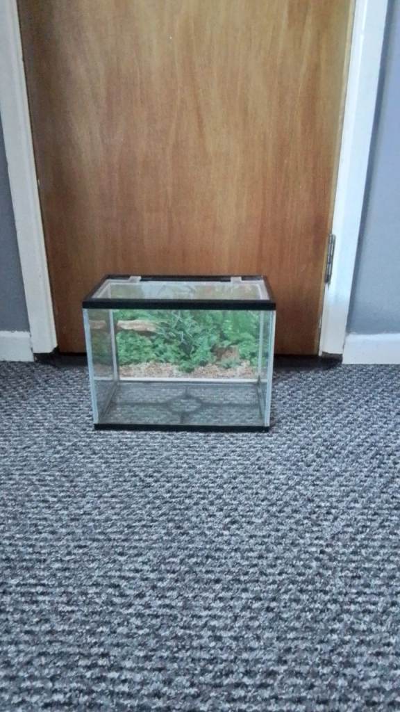 Small fish tank 