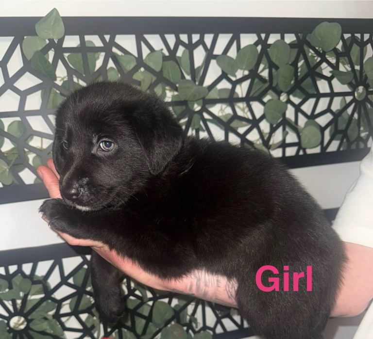 Hybrid German shepherd puppies 