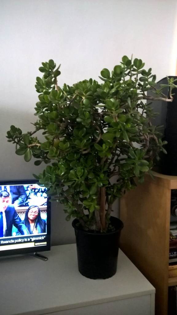 image for Big Flowering 25 Years Old Money Tree/Jade Plant Succulent Bonsai.