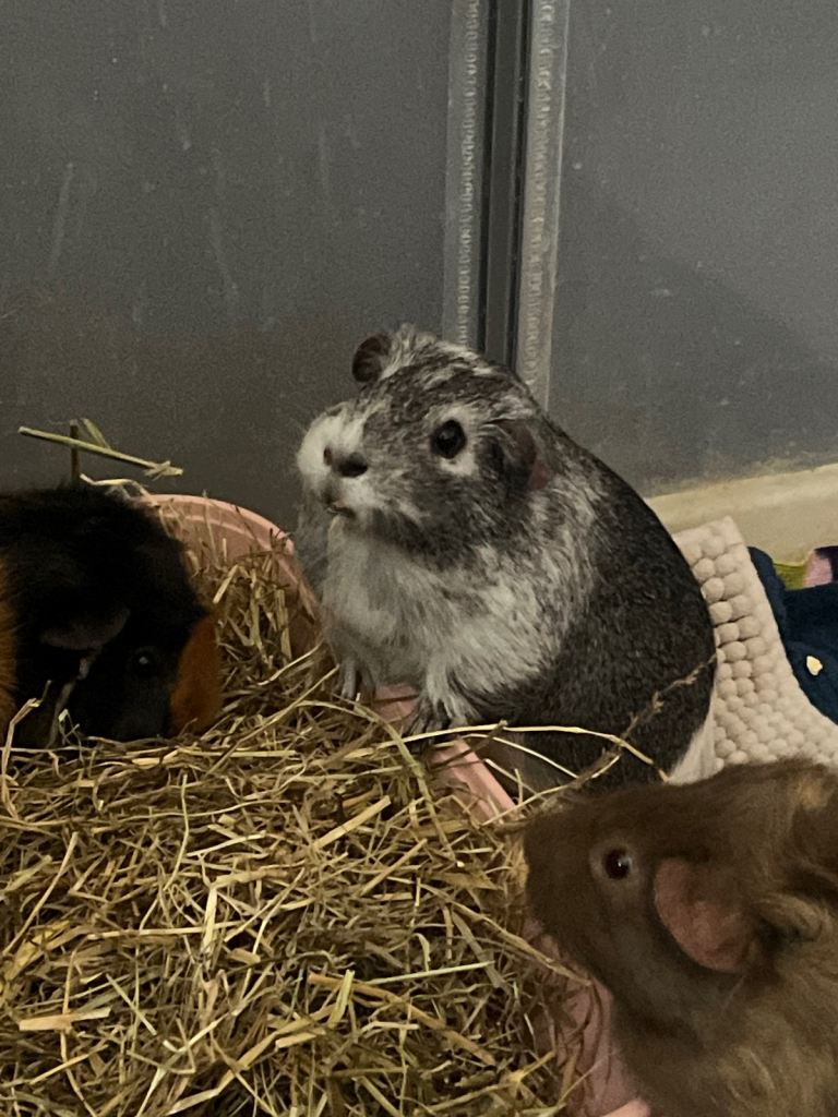 guinea pigs 
