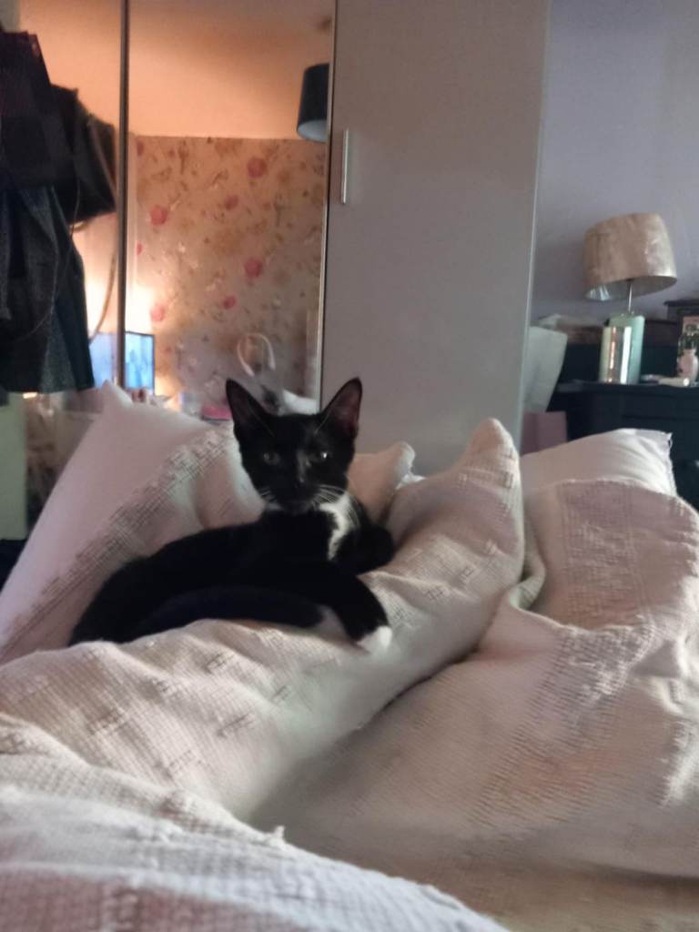 Last kitten looking for their forever home