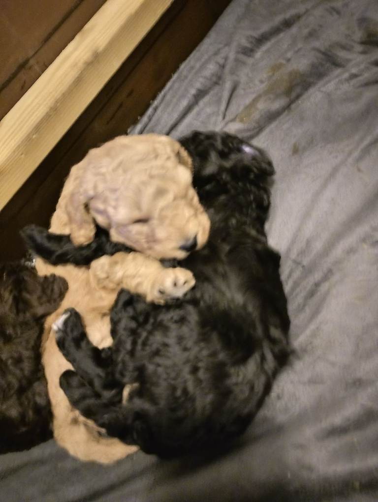 Full pedigree miniature poodles. 2 girls left