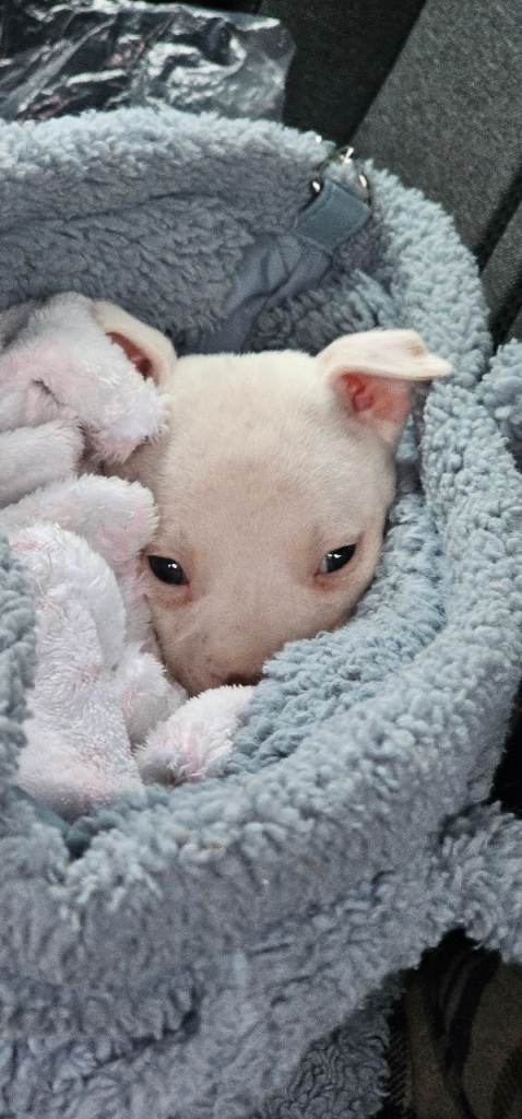 Staffordshire bull terrier puppy