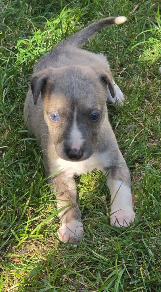 Bedlington whippet puppies