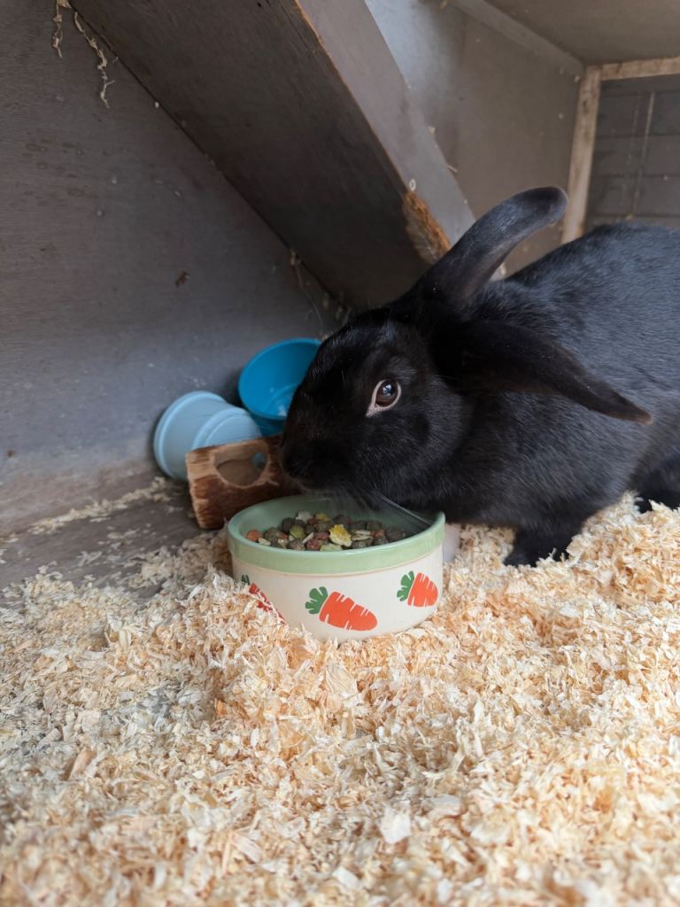 Rabbit and hutch 