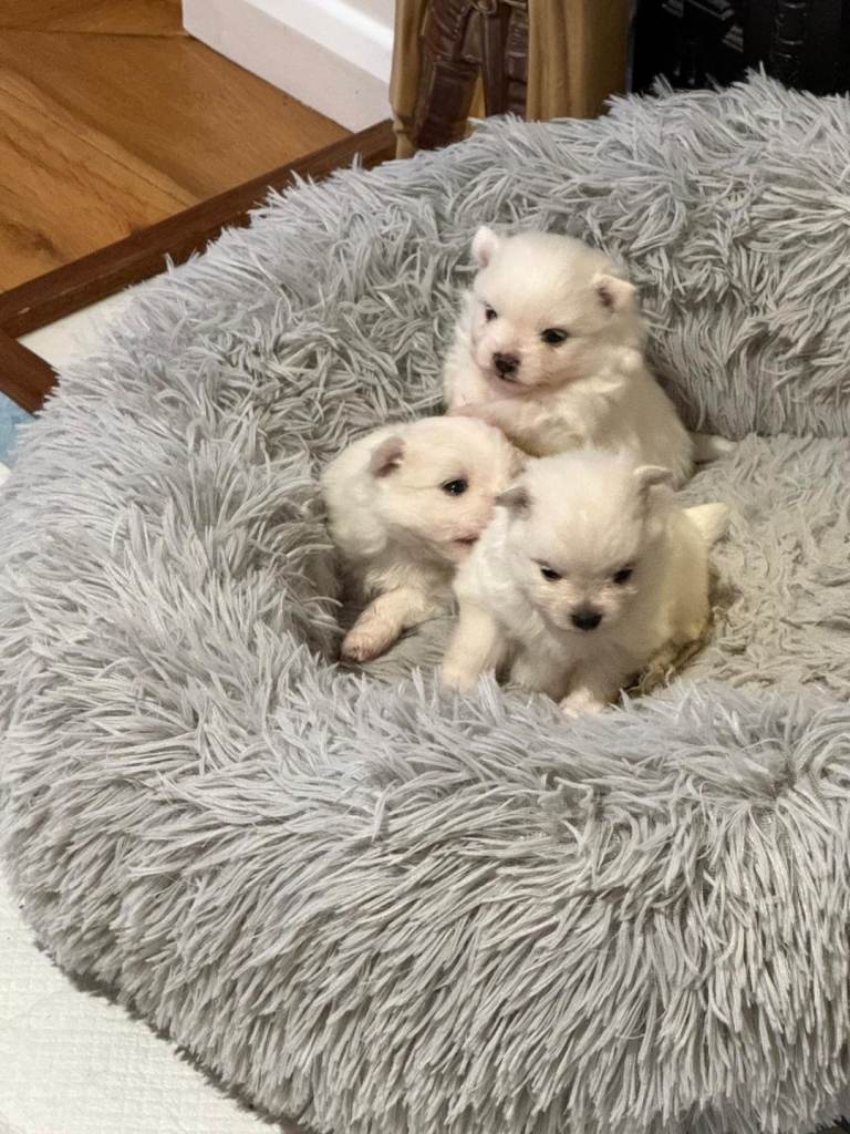 Pomeranian Miniature All White Puppies