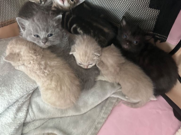 British shorthair Kittens 