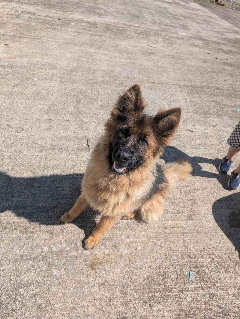 🐾 Honey – 2-Year-Old German Shepherd Looking for a Loving Forever Home 🐾