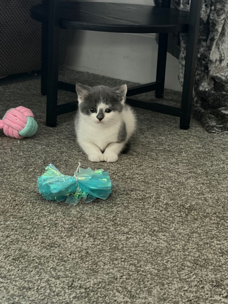 British shorthair cross