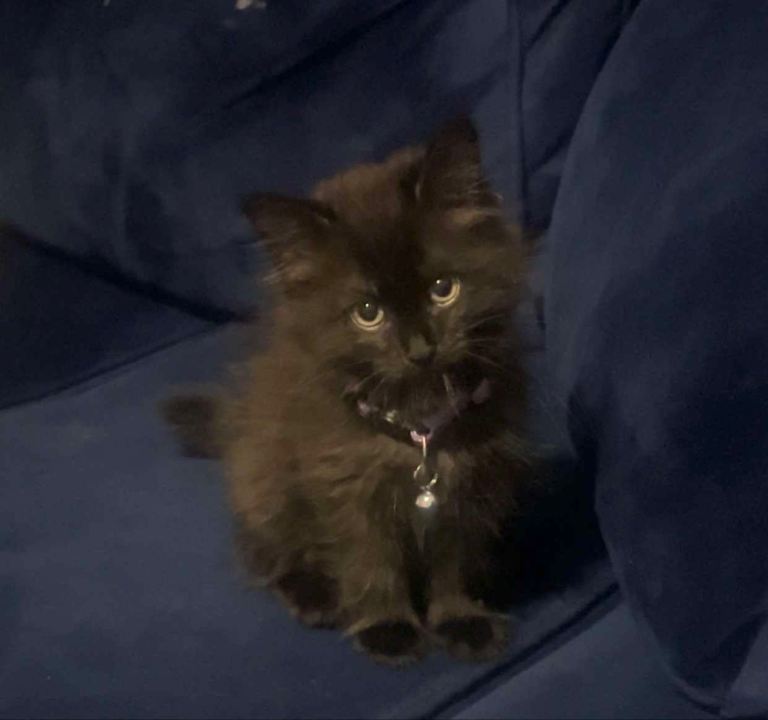 Black Siberian female kitten