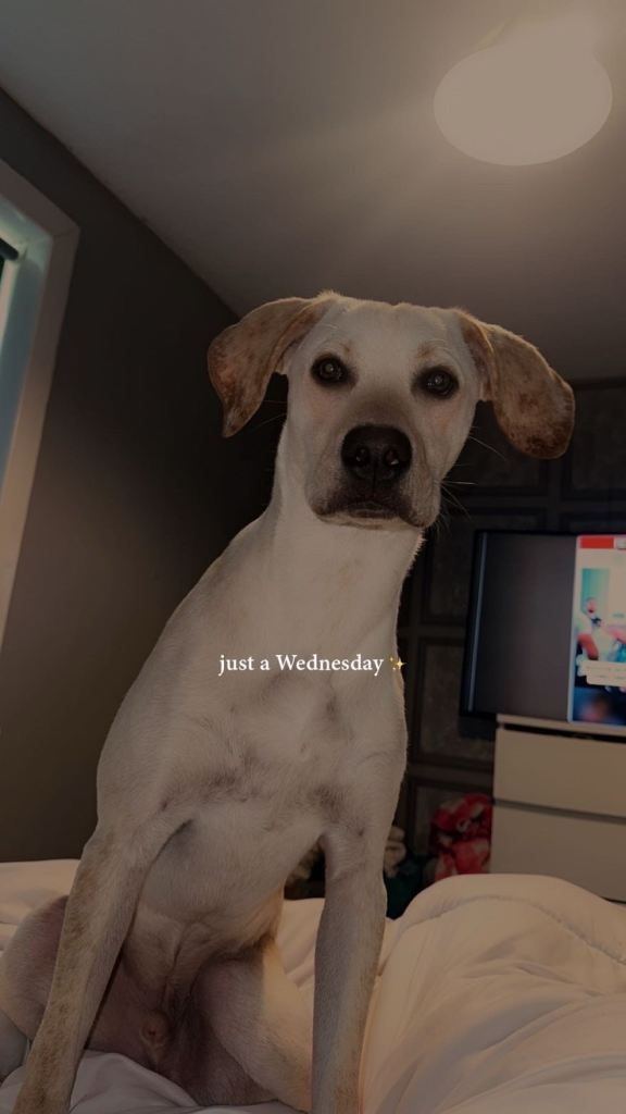 Vizslador for Sale 