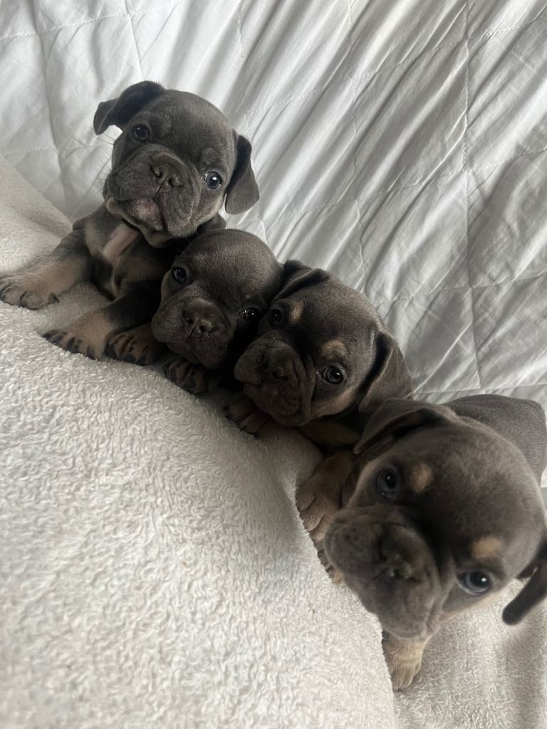 French bulldogs for sale!!