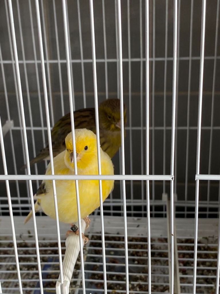 Fife canaries for sale