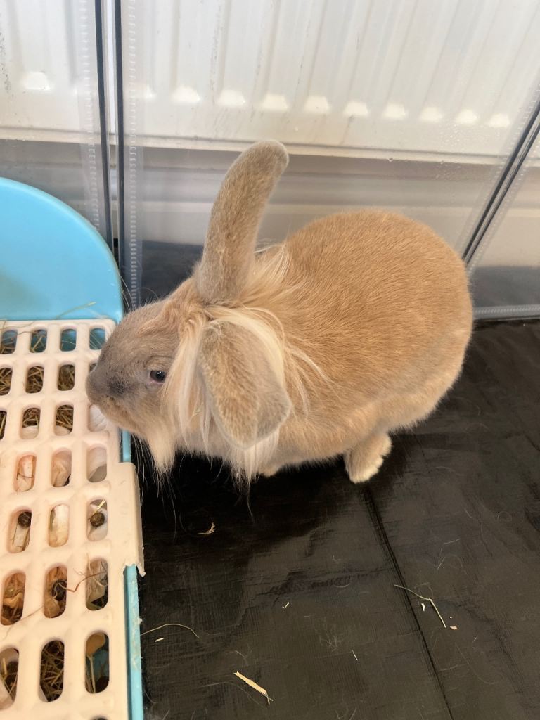 Two Sweet Rabbits Need a Loving New Home 🐰💛