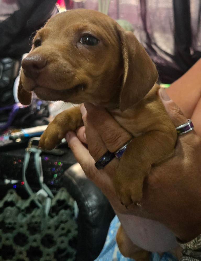 Miniature Dachshund 