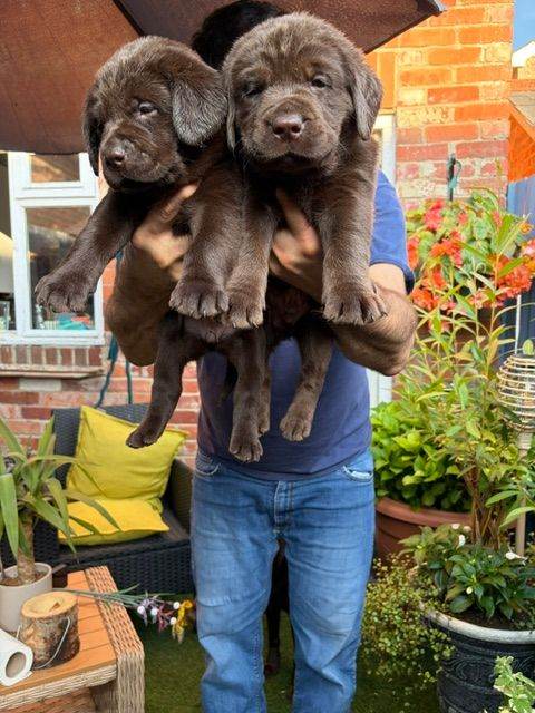 Adorable Chocolate Labrador puppies - Ready 28th July 