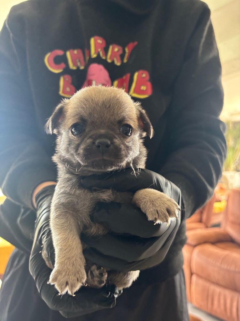 Full pedigree registered puppies