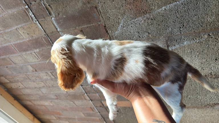 Cocker spaniel girl 