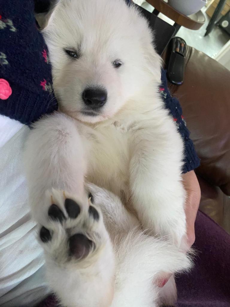 White Swiss Shepherd (Ready Now)
