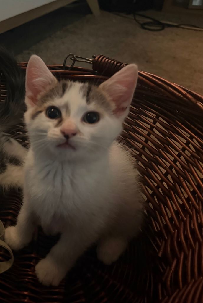 Cute kitten
