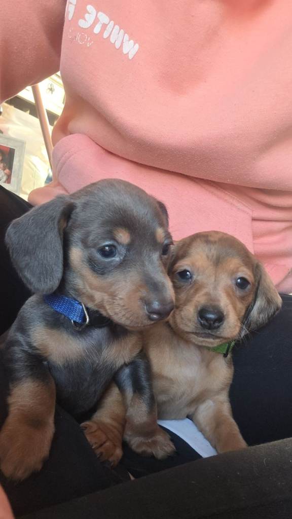 Dachshund puppies 