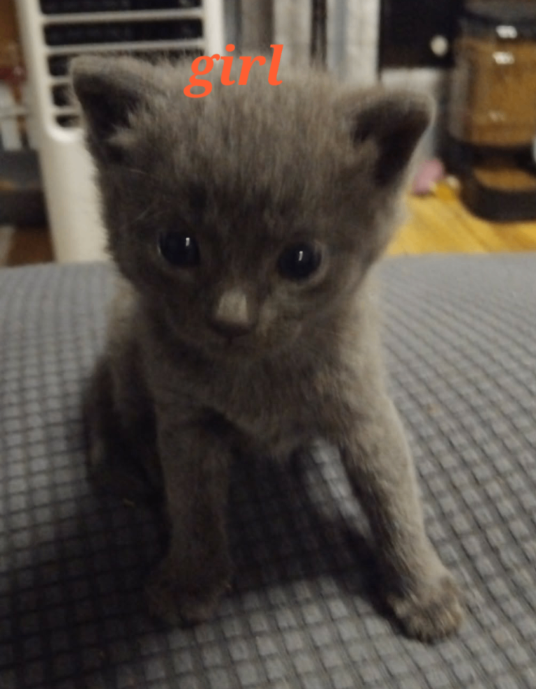 Beutifull kittens