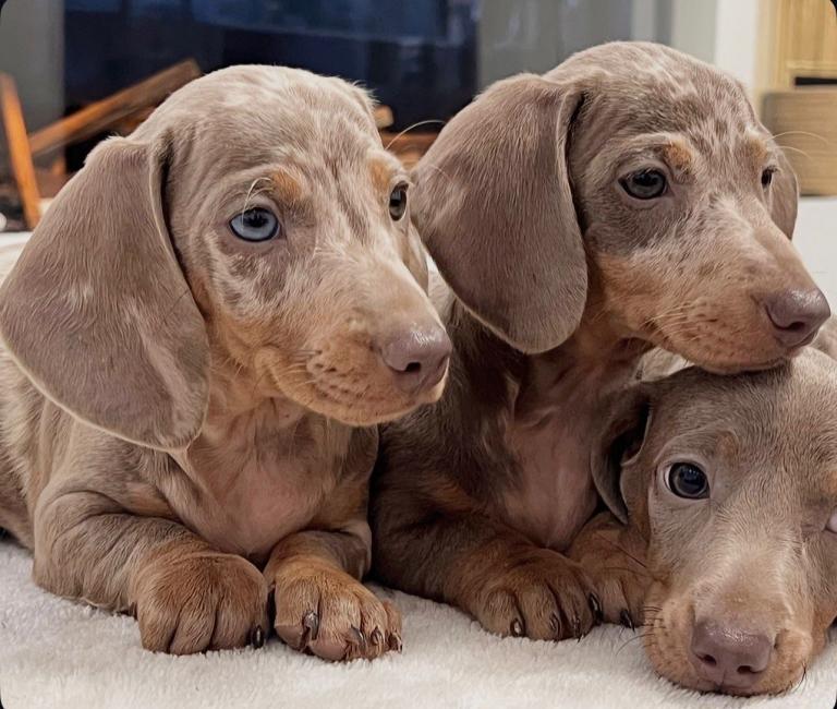 REDUCED kc reg miniature Dachshunds