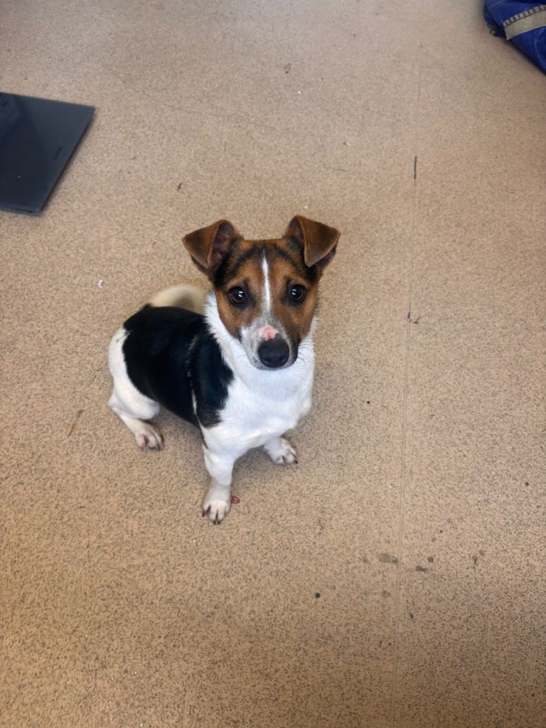 1 year old Jack Russel 
