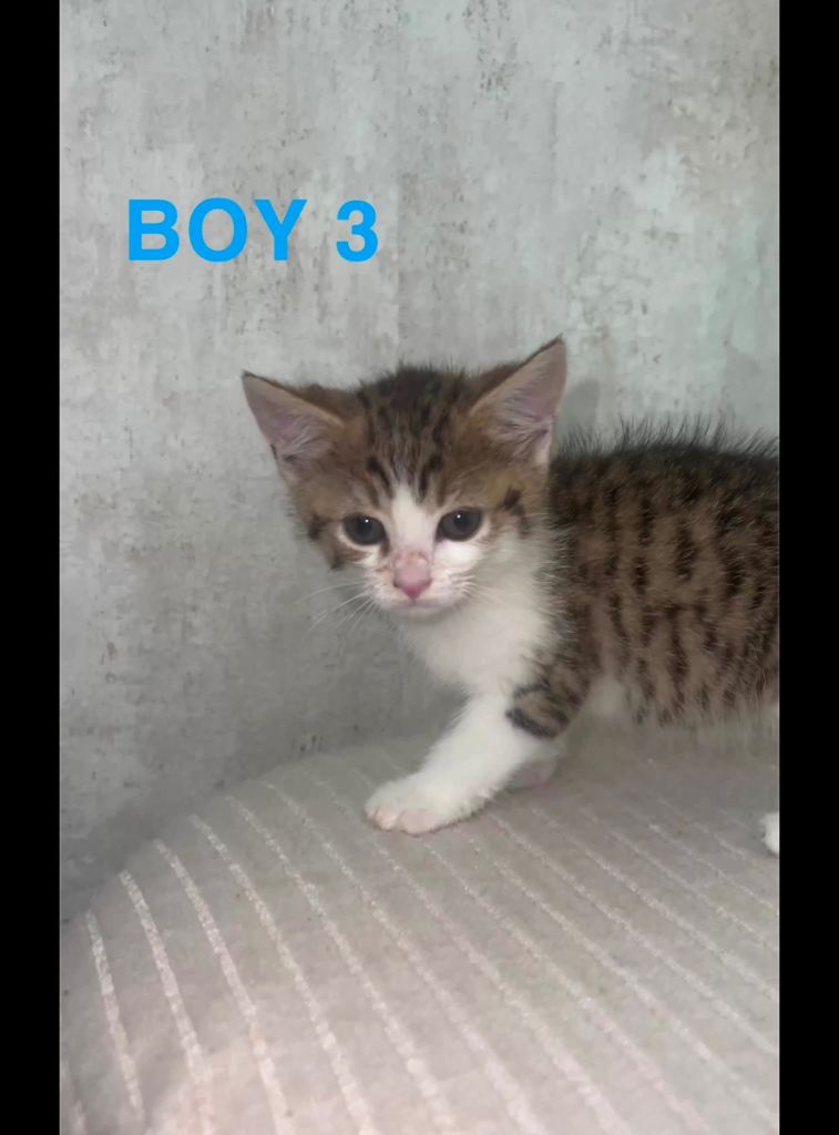 White and Tabby kittens looking for their forever home 